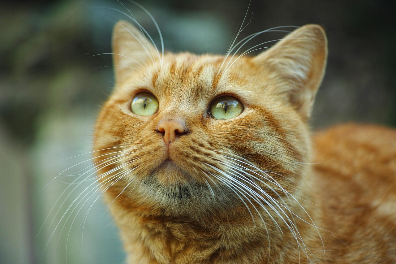 狸花猫把橘猫踢成直立形态，狸花猫与橘猫的激烈对决，瞬间变身直立姿态的橘猫挑战